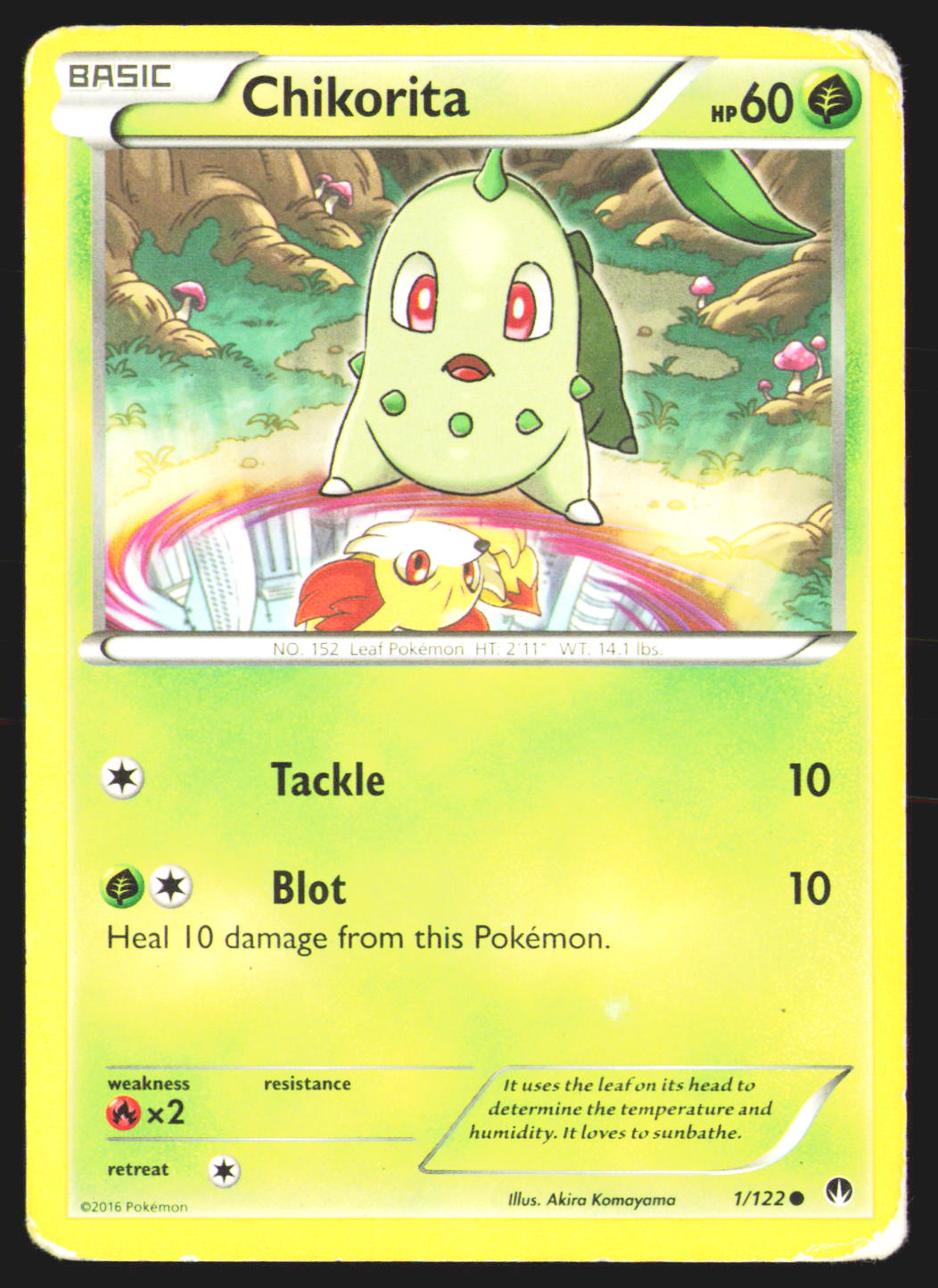 Chikorita